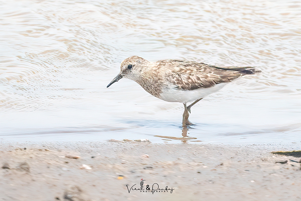 Little Stint